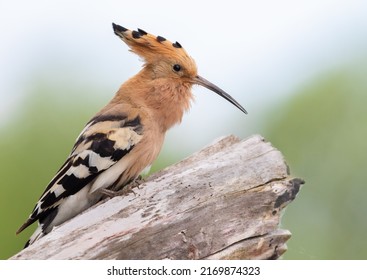 Eurasian Hoopoe, Upupa Epops. The Male Bird Sings, Calling