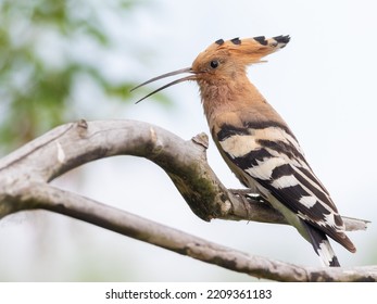 Eurasian Hoopoe, Upupa Epops. The Male Bird Sings, Calling