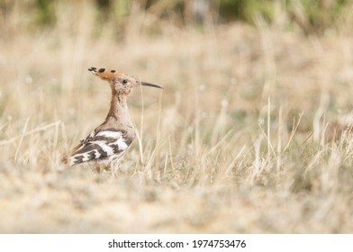 The Eurasian Hoopoe (Upupa Epops) In Seville Steppe, Spain