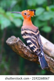 Eurasian hoopoe - Upupa epops is a very rare bird in European nature. Endangered animals in the wild. Wildlife photography from National park Bayerischer Wald in Germany. - Shutterstock ID 2192268067