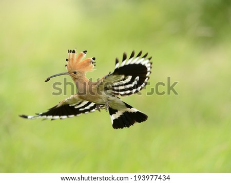 Similar – young hawfinch Environment