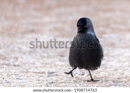 Eurasian Jackdaw (Corvus monedula)  walking on the ground, looks rather whimsical and wobbly. Bright, background with place for text, copy space. Bird photography taken in Sweden.