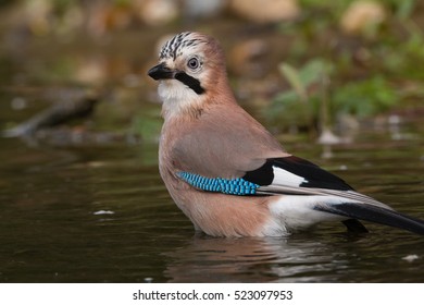 Eurasian Jay