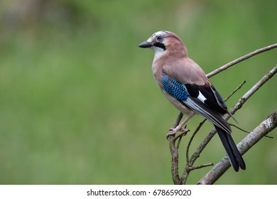 Eurasian Jay