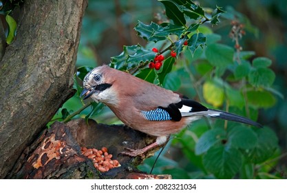 Eurasian jay collecting nuts to cache in the woods
