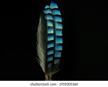 Jay Feathers High Res Stock Images Shutterstock