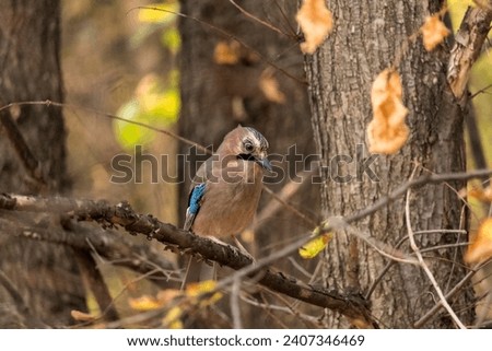 Eurasian jay (Garrulus glandarius), from the family Corvidae, perched on a tree branch. Colorful and noisy, passerine bird in her natural habitat.