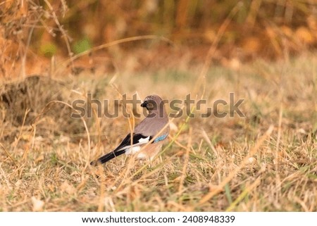 Eurasian jay (Garrulus glandarius), from the family Corvidae, looking for food with autumn background. Portrait of colorful and noisy passerine bird in her natural habitat.