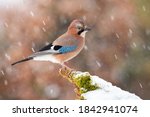 Eurasian jay, garrulus glandarius, sitting on moss branch during snowing. Colorful bird with blue wings looking on snowy bough in snowstorm. Little brown feathered animal watching on white twig.