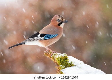 Eurasian jay, garrulus glandarius, sitting on moss branch during snowing. Colorful bird with blue wings looking on snowy bough in snowstorm. Little brown feathered animal watching on white twig.