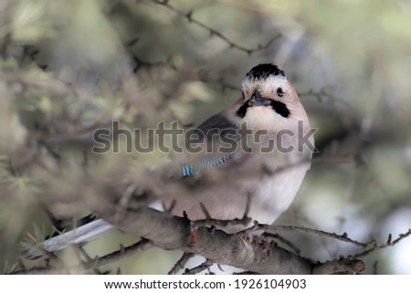 Eichelhäher im Baum Natur