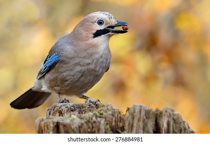 Eurasian Jay With Nuts