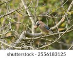 Eurasian Jay Perched on a Tree Branch with a a Walnut in the Beak, Detailed Close up. Garrulus glandiarus tring to eat a walnut. Romania Wildlife