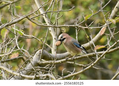 Eurasian Jay Perched on a Tree Branch with a a Walnut in the Beak, Detailed Close up. Garrulus glandiarus tring to eat a walnut. Romania Wildlife