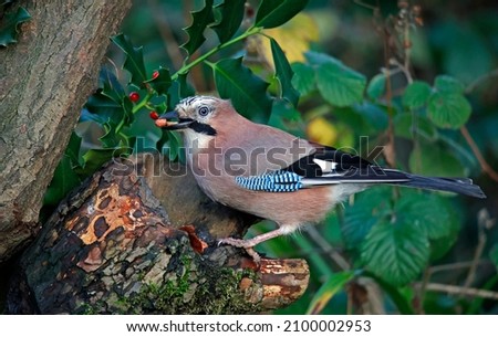 Eurasian jay searching for food in the woods