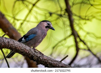 The Eurasian Jay Is A Species Of Passerine Bird In The Crow Family Corvidae.