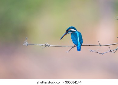 Eurasian King Fisher