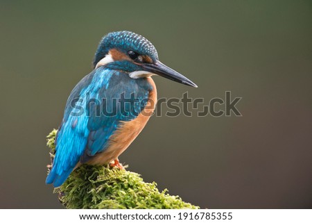 Similar – Image, Stock Photo Kingfisher (Alcedo atthis), male on his perch, Stuttgart, Baden-Württemberg, Germany, Europe