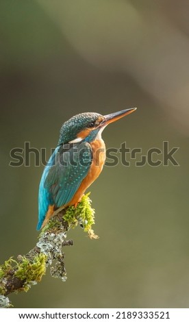 Eurasian Kingfisher, common kingfisher scientific name Alcedo atthis  on a mossy branch  vertical format