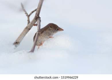 Eurasian Least Shrew (Sorex Minutissimus), Also Called The Lesser Pygmy Shrew. A Small Wild Animal Peeps Out Of A Mink In The Snow. Cute Face With A Long Nose. Chukotka, Siberia, Far East Of Russia.