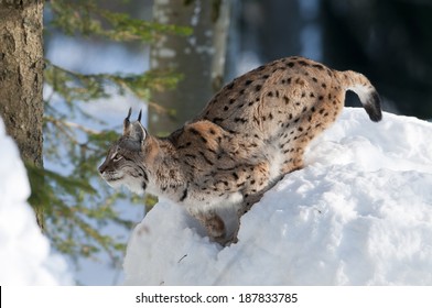 Eurasian Lynx, Lynx Lynx