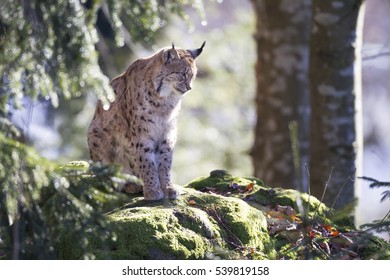 Eurasian Lynx