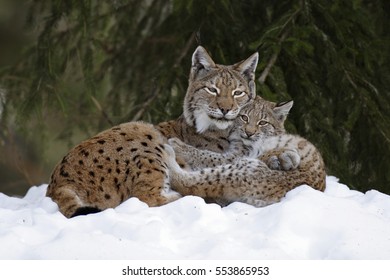 Eurasian Lynx