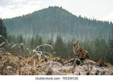 Eurasian Lynx