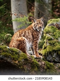 Eurasian Lynx In Bohemian Forest - Germany 2022