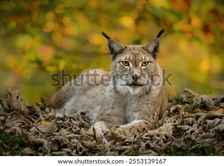 Eurasian lynx ( Lynx lynx ) close up