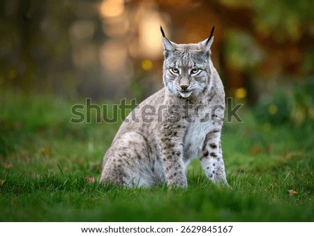 Eurasian lynx ( Lynx lynx ) close up