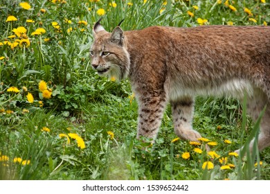 Eurasian lynx (Lynx lynx) in Europe - Shutterstock ID 1539652442
