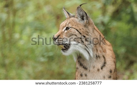 The Eurasian lynx (Lynx lynx) in the forest. 