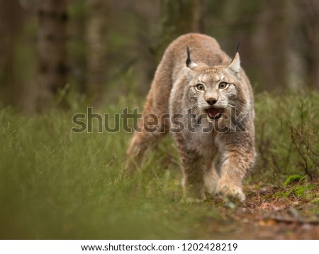 Similar – Wolves in nature Nature