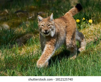 Eurasian lynx (Lynx lynx) in its natural enviroment - Shutterstock ID 1812125740