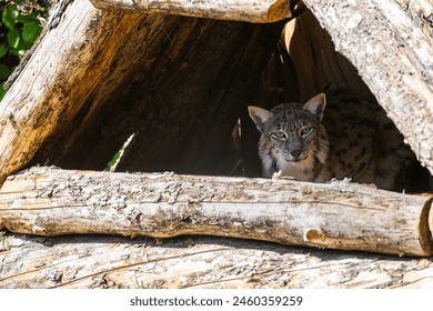 Eurasian Lynx (Lynx lynx) in a nest made of wooden logs.