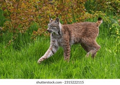 Eurasian Lynx o=prowling on the edge of woodland - Shutterstock ID 2315222115