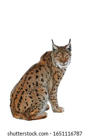 Luchs Bilder Stockfotos Und Vektorgrafiken Shutterstock