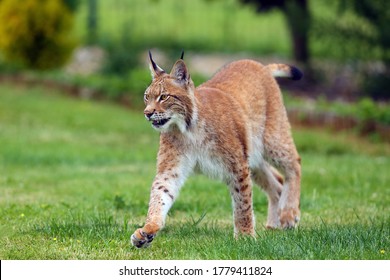 The Eurasian Lynx (Lynx lynx), portrait. Eurasian lynx in the garden.Big cat on green background. - Shutterstock ID 1779411824
