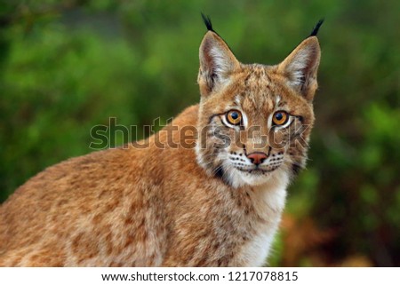 The Eurasian lynx (Lynx lynx), portrait. Siberian lynx portrait.