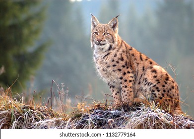 Lynx Obrazy Zdjecia Stockowe I Wektory Shutterstock