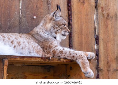 Eurasian Lynx Resting On A Edge Upper Body Shot