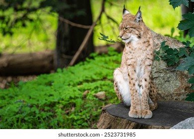 A Eurasian lynx resting on a log amidst lush greenery in a tranquil forest setting during sunny daylight