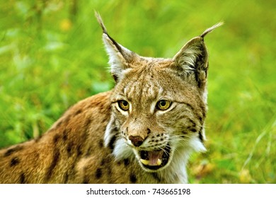 Eurasian Lynx Reveal His Teeth, Polar Park In Norway