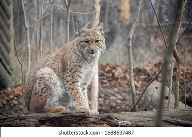 Eurasian lynx sitting on a log. Lynx lynx.