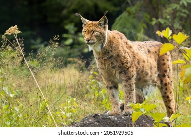 Eurasian lynx (Lynx lynx) standing on a rock in the forest. Beautiful brown and orange furry mammal in its environment with soft background. Wildlife scene from nature. 