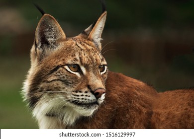 The Eurasian lynx (Lynx lynx) staying in front of the forest. Young male with green background. Lynx portrait in morning sun. - Powered by Shutterstock