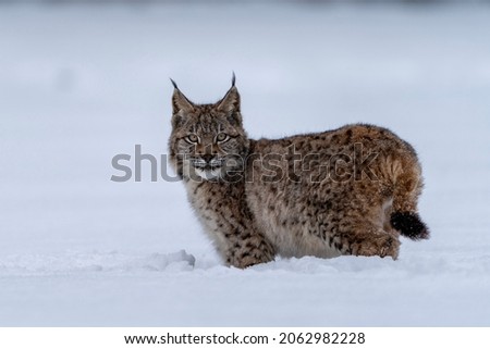 The Eurasian lynx is the third largest predator in Europe.
