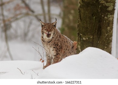 Eurasian Lynx Tongue Out Mouth Stock Photo 166227311 | Shutterstock