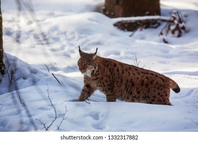 Imágenes Fotos De Stock Y Vectores Sobre Lynx In Snow